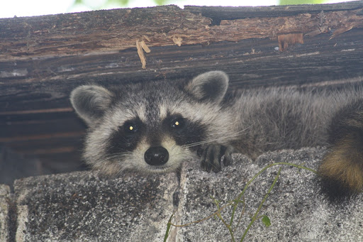 Raccoon Removal Service